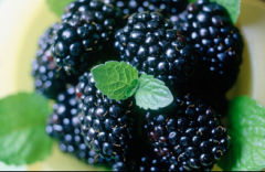 Mulberry Extract
