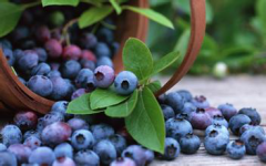 Bilberry